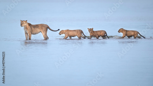 Lion pride walking through shallow water 