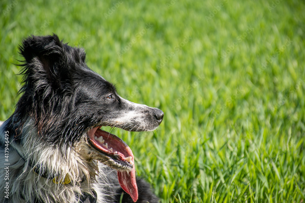 Fototapeta premium Close-up of a dog in the meadow