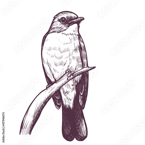 ink hand drawn flycatcher