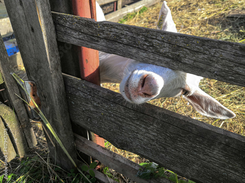 A white goat, bending its head, stuck its muzzle between two wooden boards of the fence.
