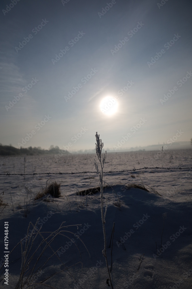 Frosted plants in a meadow in the Polish village of Brzeziny Morawica at sunrise, wild east