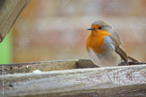 close up of a robin red breast on a wooden bird feeder table photo