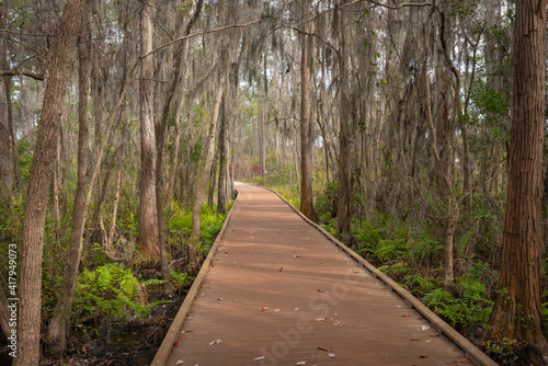 Wooden trail path in the woods