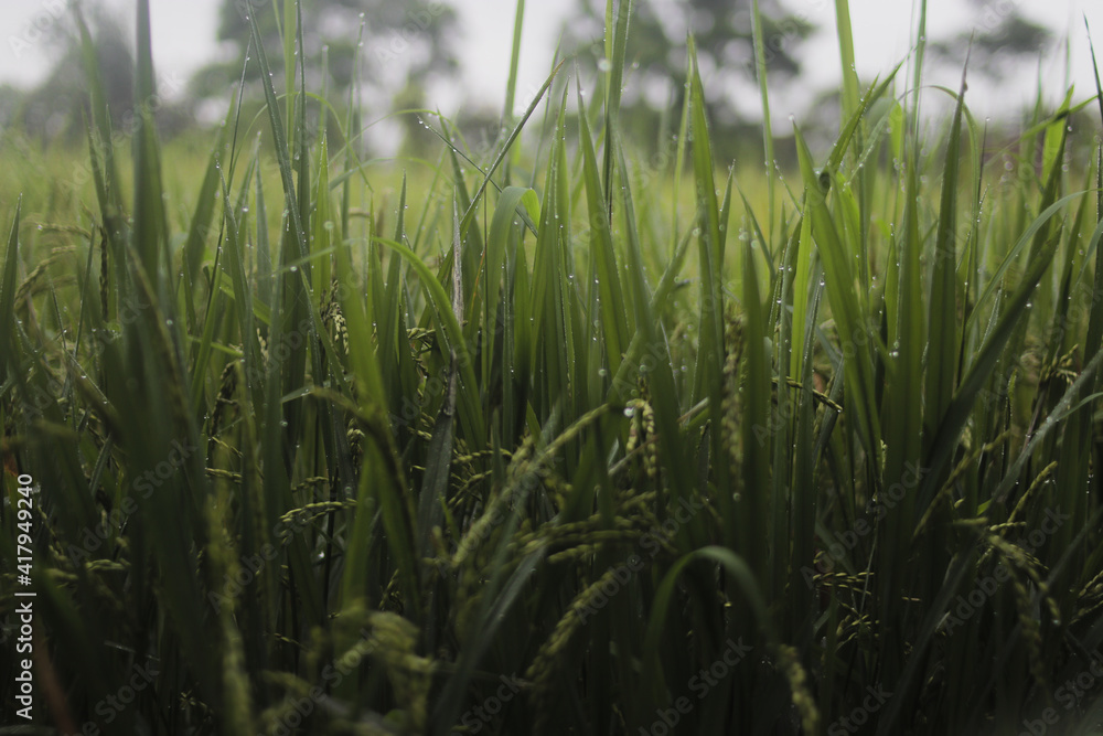The Beauty of Fresh Rice Field in Indonesia in the Morning. Fresh Green Rice Field stock images.
