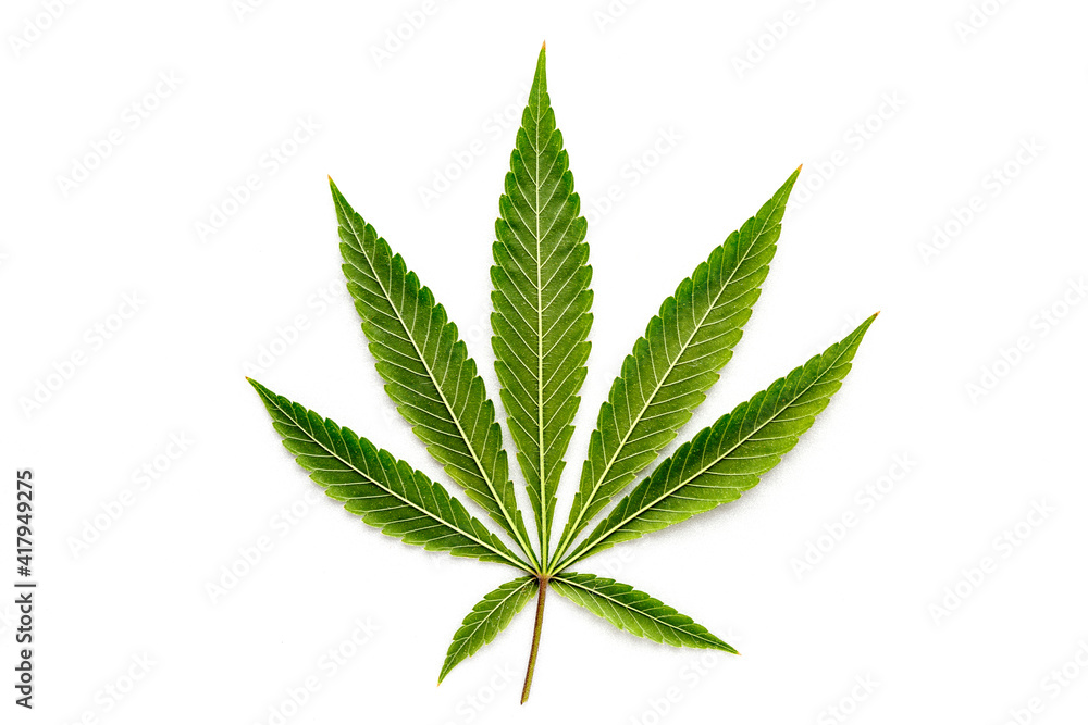 Cannabis is a standoff between a drug and a medicine. Green background of leaves.Close-up young hemp. Medicinal indica with CBD.Green cannabis leaves isolated on white background. Cannabis is a standoff between a drug and a medicine. Green background of leaves.Close-up young hemp. Medicinal indica with CBD.Green cannabis leaves isolated on white background.