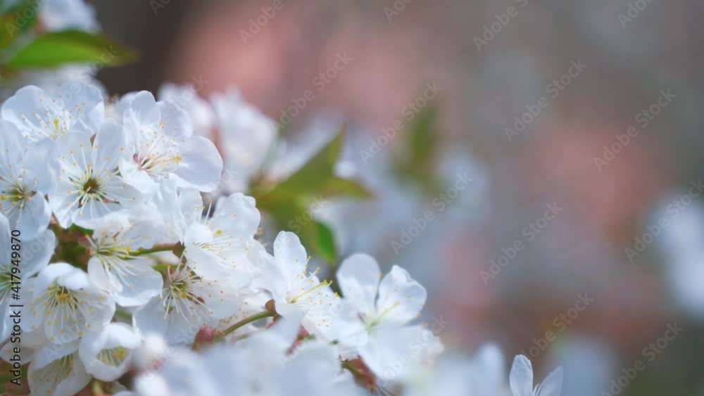 Blooming tree at sunlight. Branch of beautiful white flowers of a tree swaying in the wind in springtime. Blossom branch on blur background. Close-up. Blooming tree at sunlight. Branch of beautiful white flowers of a tree swaying in the wind in springtime. Blossom branch on blur background. Close-up.