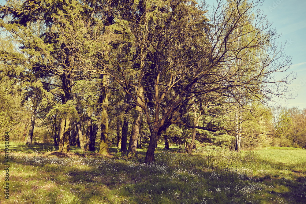 Naklejka premium nice autumn season in the park