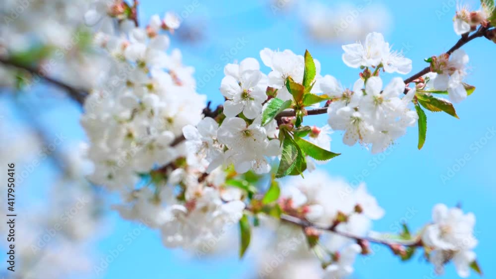 Beautiful flowering branch against the blue sky. Busy bee flying near the blooming fruit tree in springtime. White flowers on a branch. Beautiful flowering branch against the blue sky. Busy bee flying near the blooming fruit tree in springtime. White flowers on a branch.