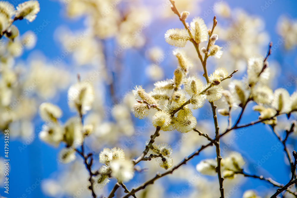 Blossoming willow in the early spring on a background of blue sky
