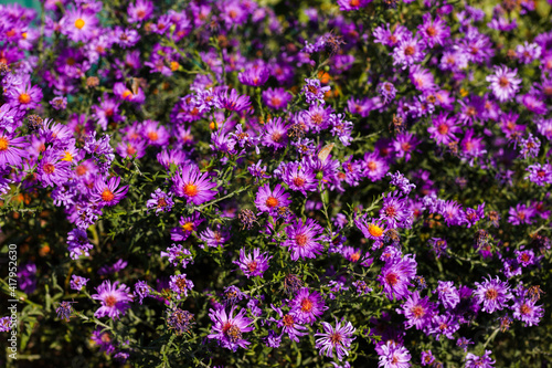 purple flowers in a flower bed