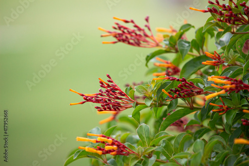 A profile of a yellow with red hamelia patens bush or firebush blooming.