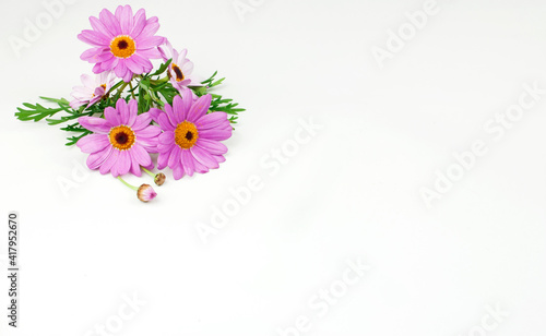 Freshly cut loose violet daisies on white background
