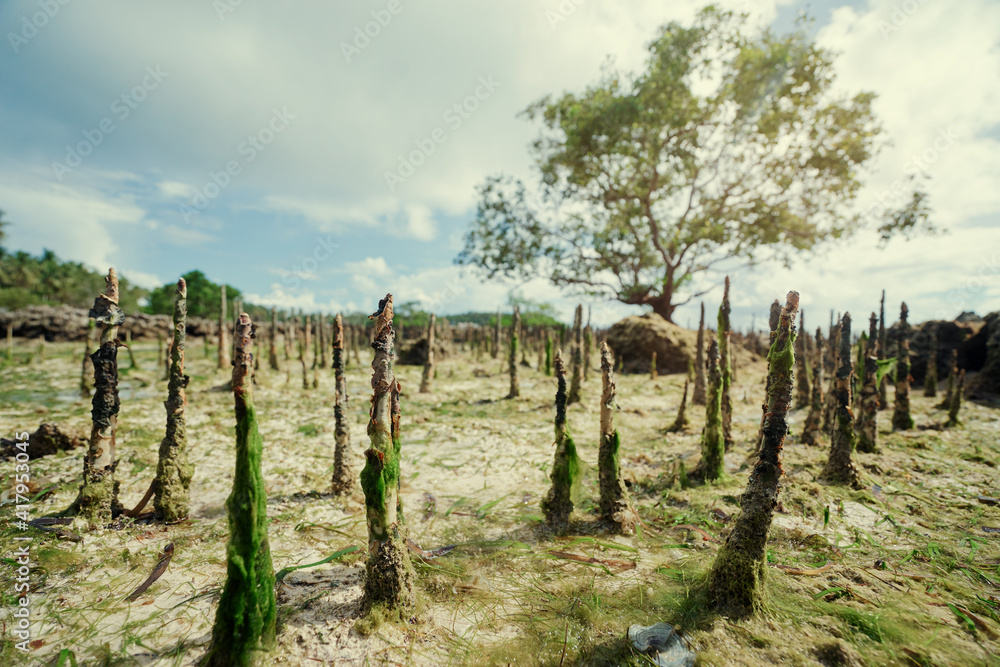 Seascape with mangrove trees on low tide beach. Seascape with mangrove trees on low tide beach.