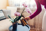 Woman watering blooming orchid from metal watering can. Girl taking care of home plants and flowers