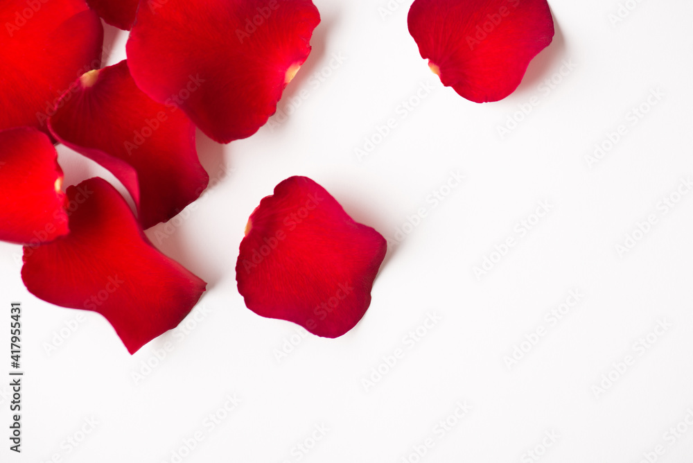 Photo overhead of rose and petals isolated on the white background Photo overhead of rose and petals isolated on the white background