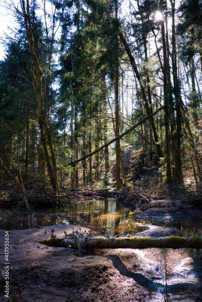 Obraz premium Wilder Hotenwald