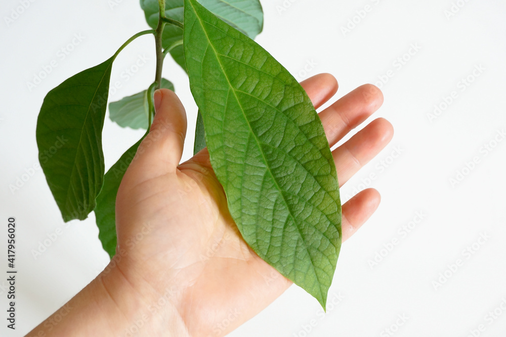 Big strong healthy leaf of baby avocado plant grown from seed in lady hands Big strong healthy leaf of baby avocado plant grown from seed in lady hands