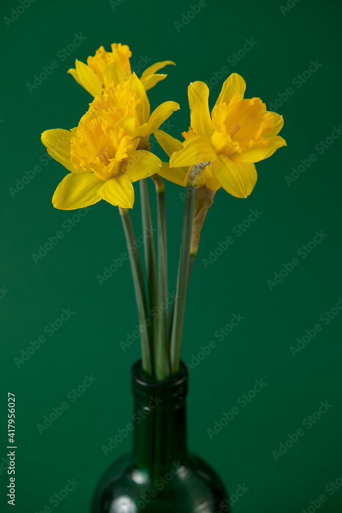 Narcissus yellow flower on the green background Narcissus yellow flower on the green background