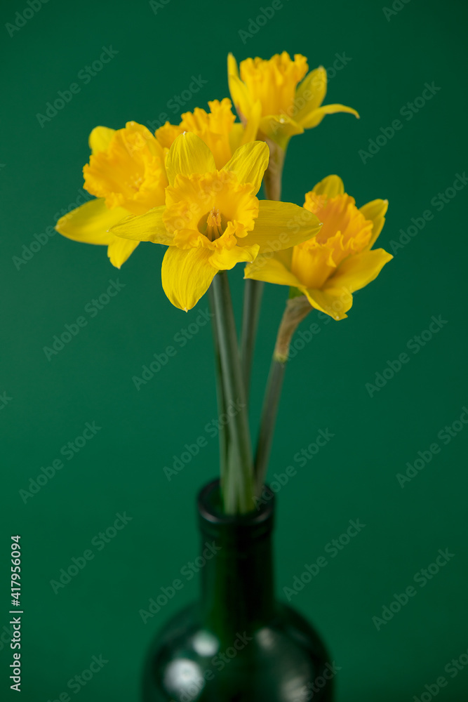 Narcissus yellow flower on the green background Narcissus yellow flower on the green background