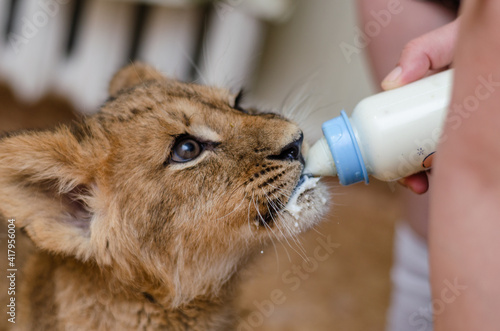 closeup view of a feeding cute lionet photo