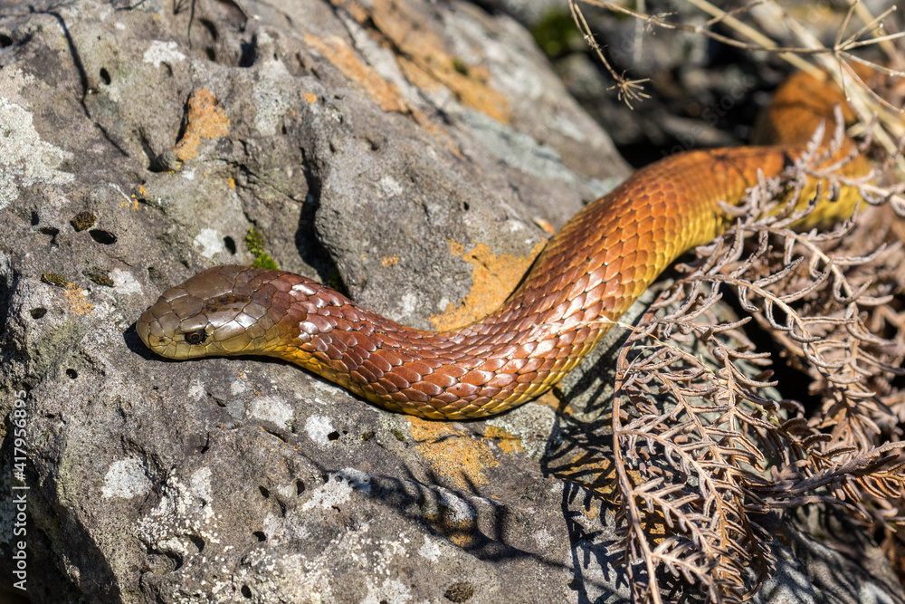 Australian Eastern Tiger Snake basking on rock Australian Eastern Tiger Snake basking on rock