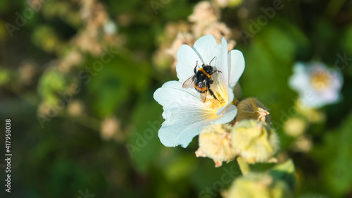 Spring or early summer outdoor. Hard working bumblebee pollinating white flower.