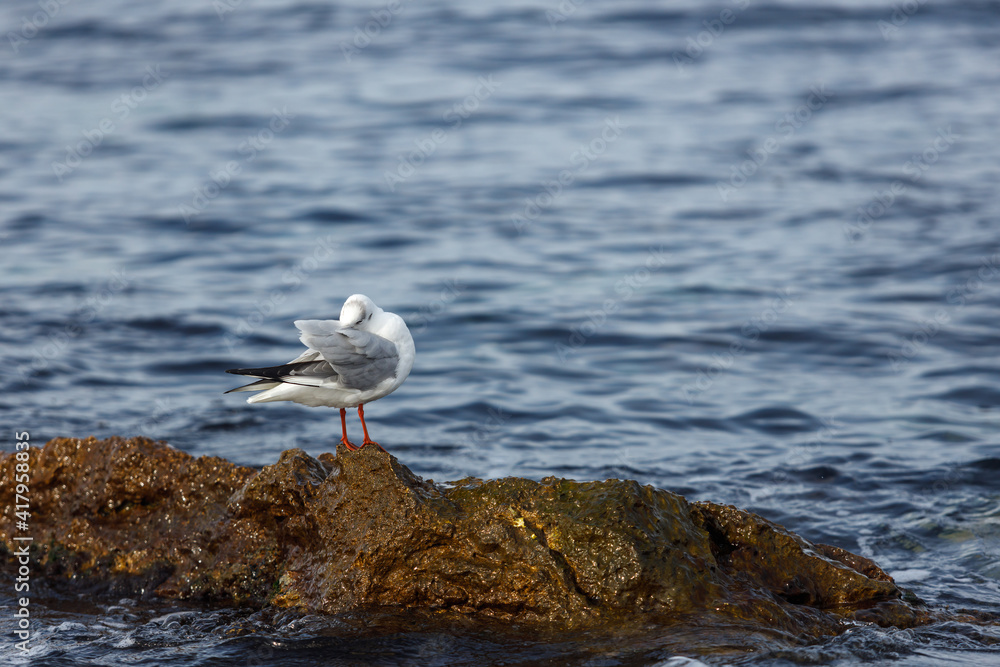 Seagulls sit on a rocky shore against the sea. The concept of wildlife conservation.