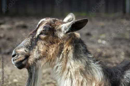 A goat with a long beard with brownish-white hair that allows it to be perfectly camouflaged.