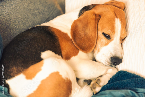 Beagle dog tired sleeps on a cozy sofa. © Przemyslaw Iciak