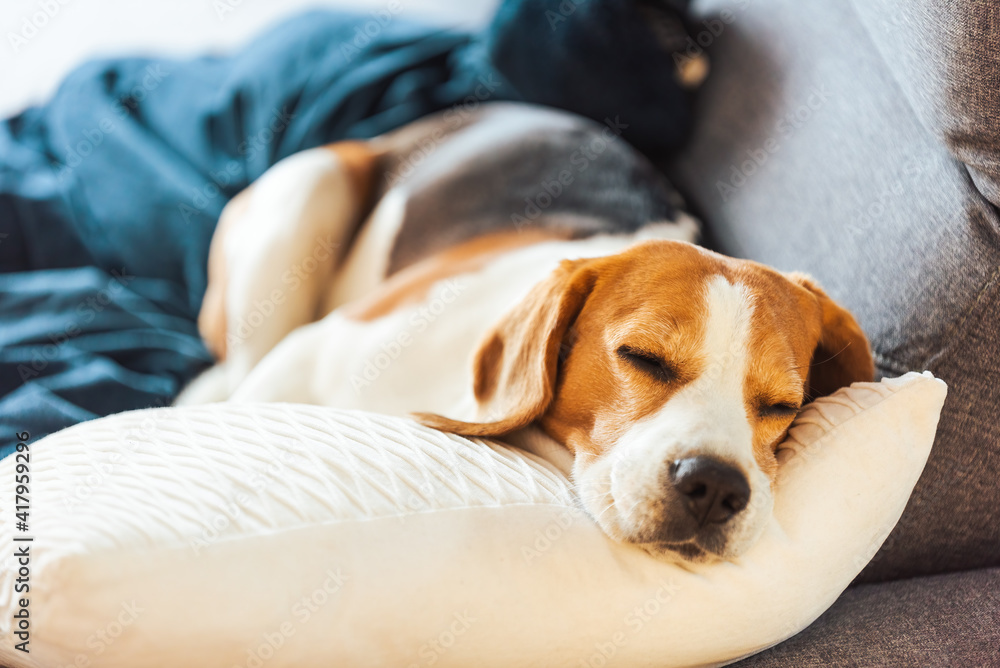 Beagle dog tired sleeps on a cozy sofa.