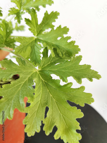 Selective focus shot of pelargonium capitatum plant in a pot photo