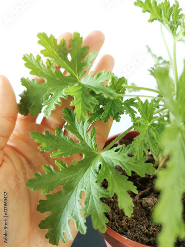 Selective focus shot of a female hand touching leaves of pelargonium capitatum plant photo