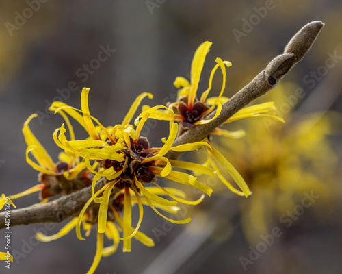 Wallpaper Mural Hammamelis mollis Jermyns Gold, common;y known as Witch hazel