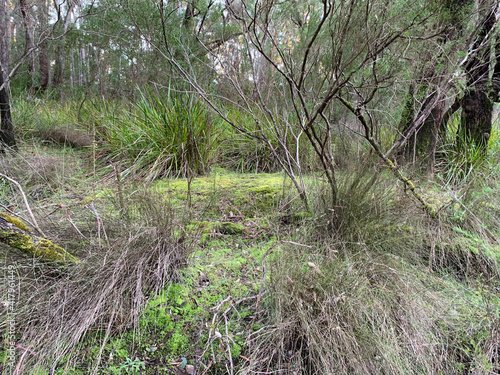 South-west Australian wilderness