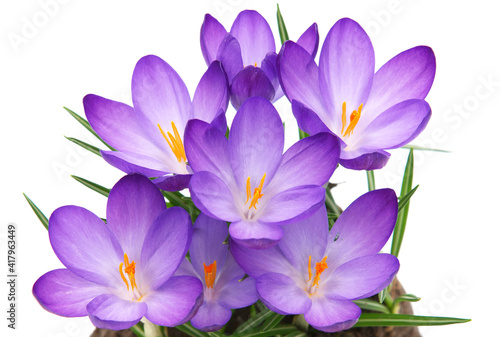 Spring flowers of Whitewell Purple or Early Crocus, Crocus tommasinianus photo