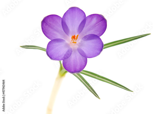 Single Spring flower of Whitewell Purple or Early Crocus isolated on white, Crocus tommasinianus photo