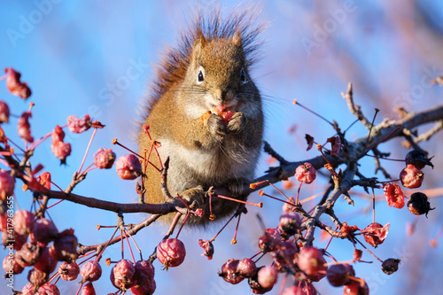 Red squirrel in a crab apple tree grabbing and eating fruits photo