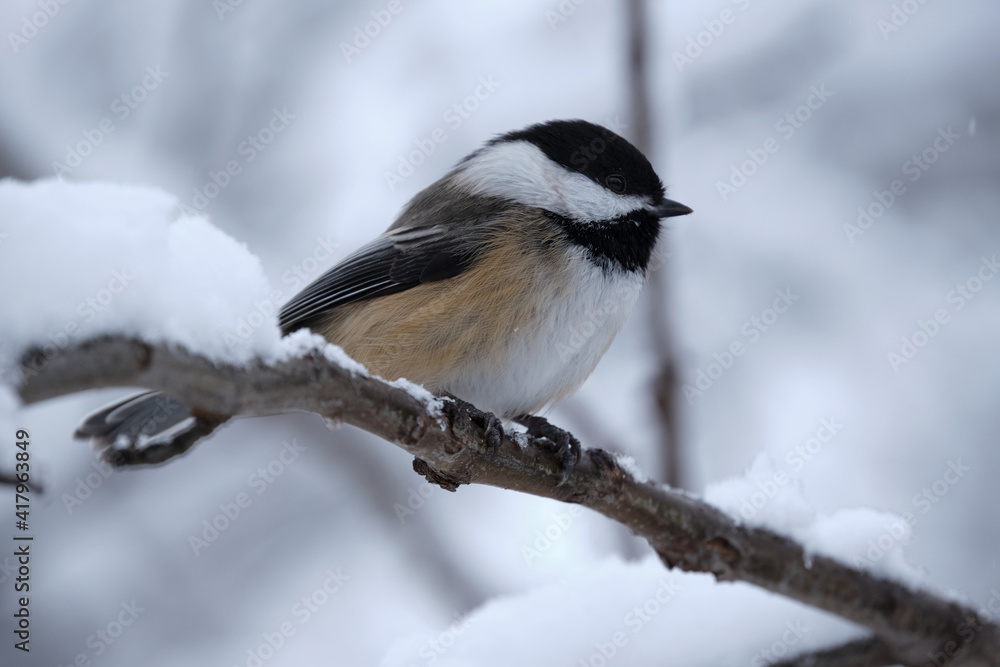 Black-capped Chickadee, Poecile atricapillus, perched on a branch against snow Black-capped Chickadee, Poecile atricapillus, perched on a branch against snow
