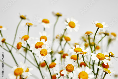 sprigs of daisies on a light background front view