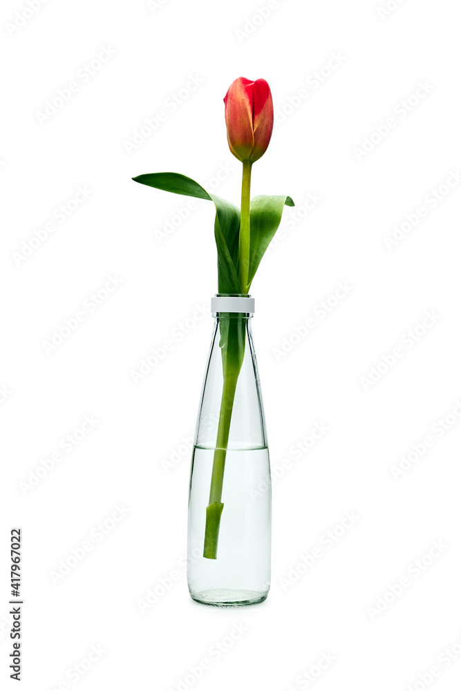 Obraz premium one tulip in a vase of water on a white background isolate
