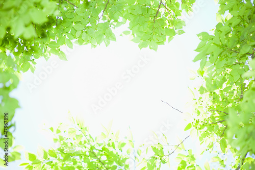 森の中の新緑を下から見上げる © 田村広充
