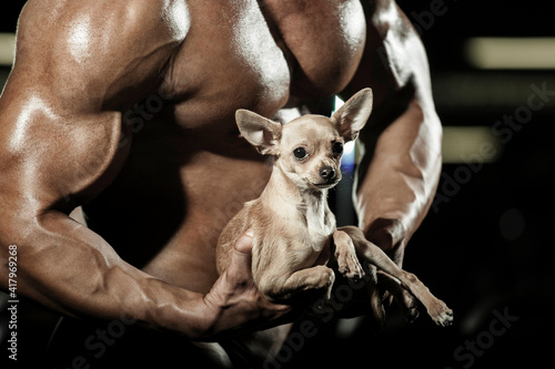 Bodybuilder guy holding a chiuahua dog in his arms. Close-up of the dog.