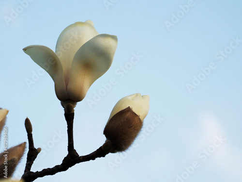 Tokyo,Japan-March 4, 2021: Buds of white magnolia or Haku-mokuren on blue sky background
 photo