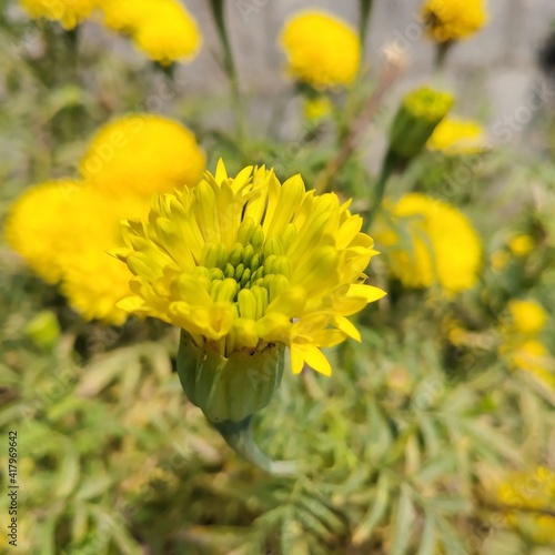 Bloom, Banti flower, Gardening flower  © Varma