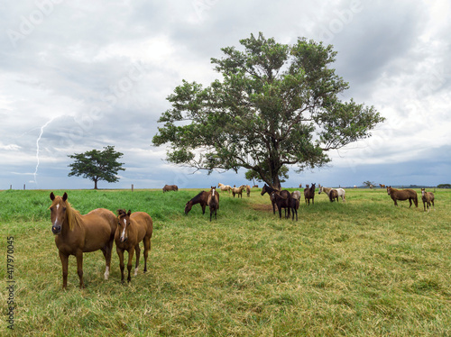Thoroughbred horses grazing at cloudy day in a field.