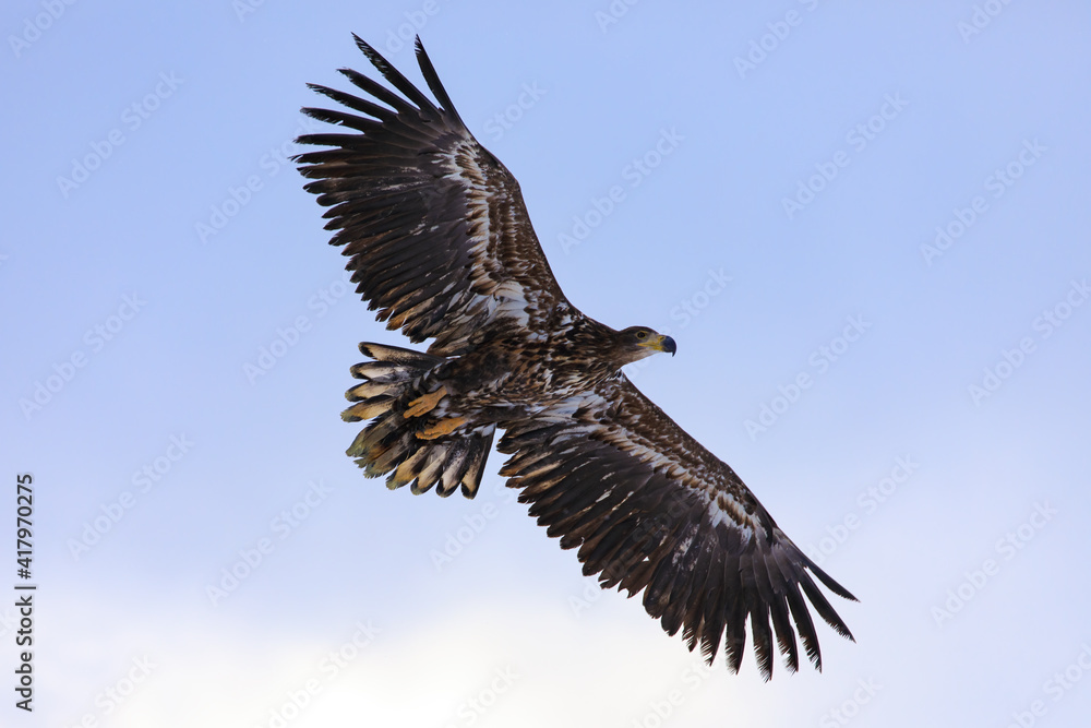 Fototapeta premium Sea eagle in flight. White-tailed eagle, Haliaeetus albicilla, flies with widely spread wings isolated on blue sky. Majestic bird hunting. Wildlife from winter nature. The largest eagle in Europe.