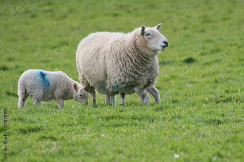 Fototapeta Naklejka Na Ścianę i Meble -  Sheep Scotland 