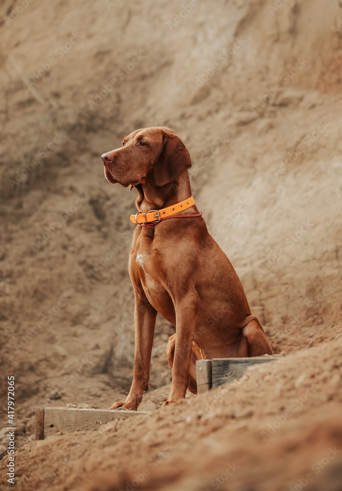 vizsla dog portrait