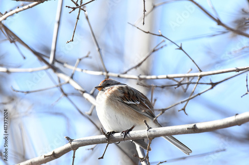 Close-up of an American Tree Sparrow perched on a branch