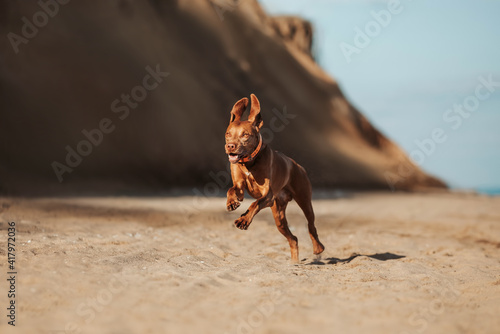Happy dog running Vizsla on the seashore summer 
